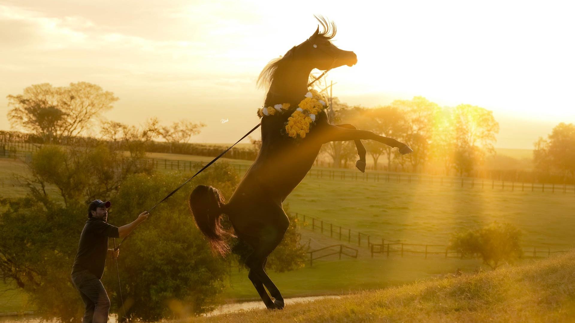 MAximillion-001-TP-Arabians-PHOTO-2024-07-18-20-22-49